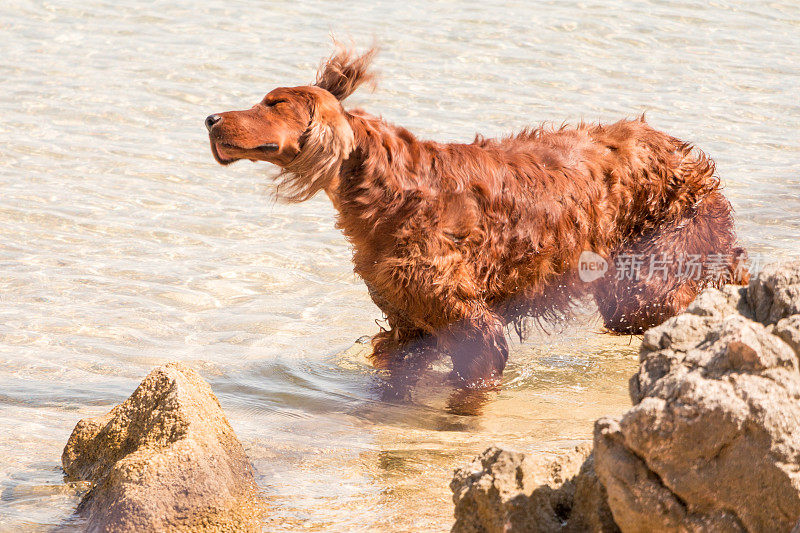 爱尔兰塞特犬抖掉了水