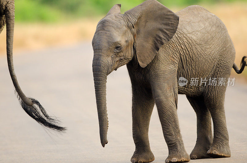 小象-南非