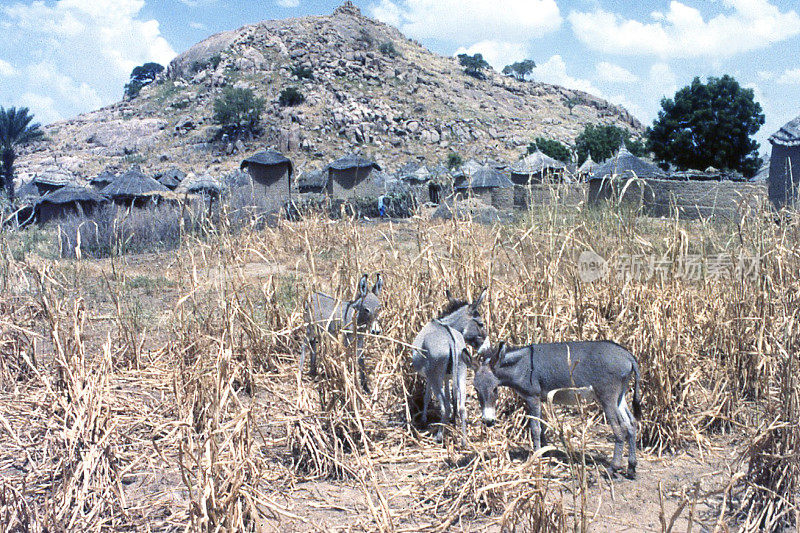 在西非布吉纳法索村庄伯恩哈特露头的田地里的驴