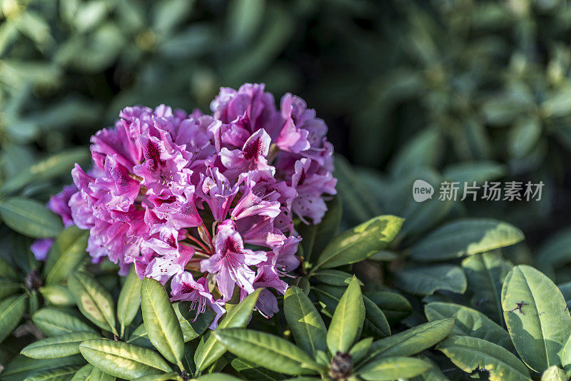 杜鹃花科的花