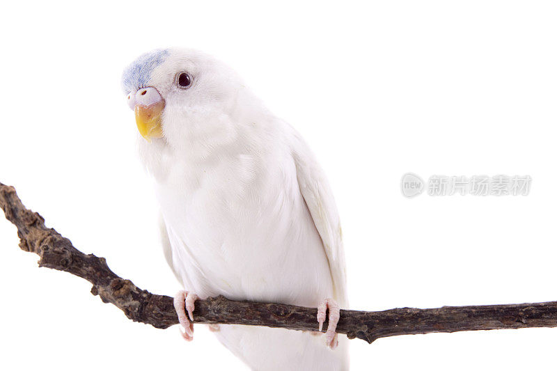 年轻的白化鹦鹉