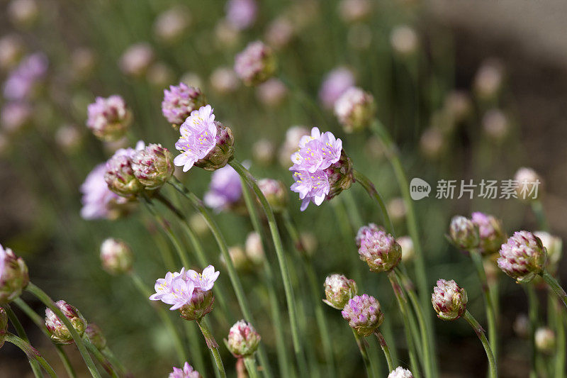 节俭（阿米里亚・马里蒂玛）