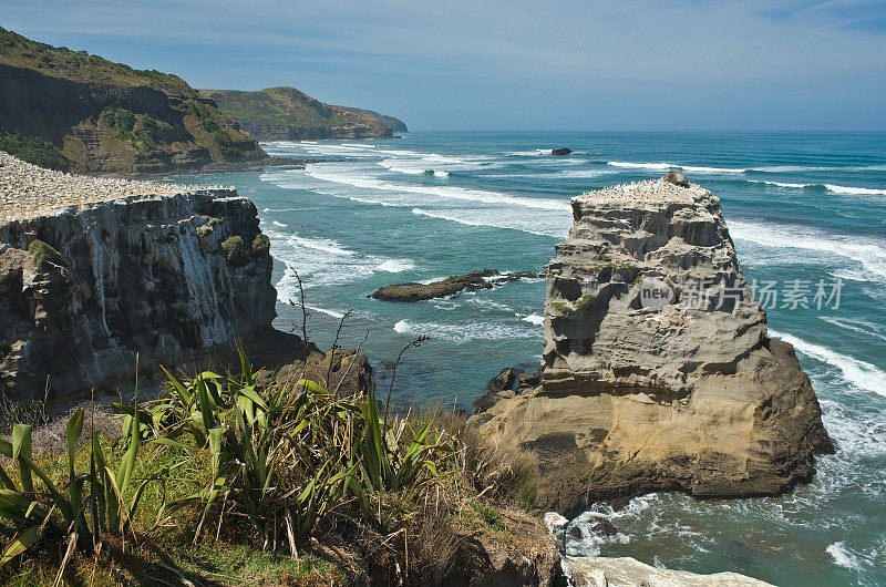 Muriwai，奥克兰，新西兰