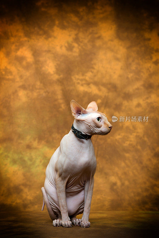 sphynx猫