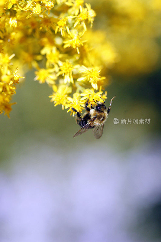 大黄蜂