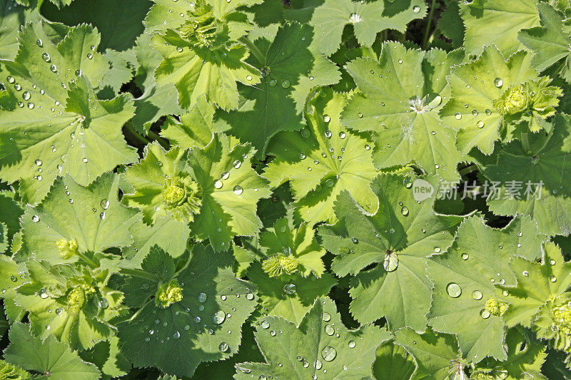 雨滴在女士的外套植物XL