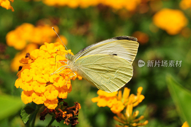 白色大蝴蝶，马耳他。