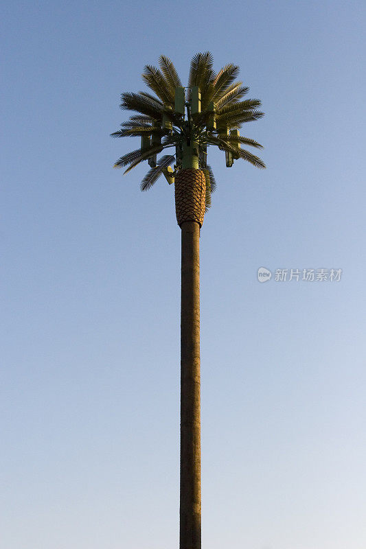 伪装成棕榈树的手机发射塔