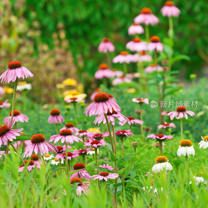 夏季花园与紫锥菊花第十六