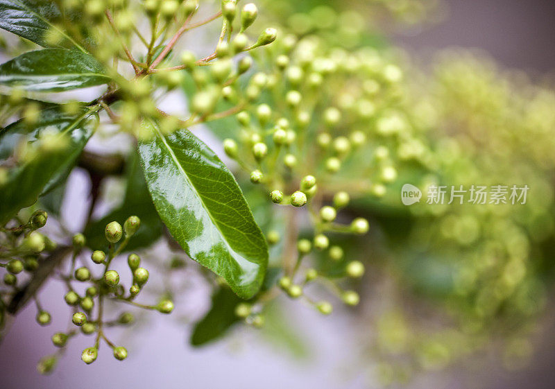 雨中的蓓蕾