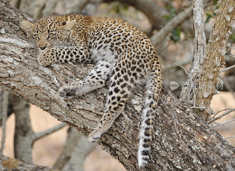 一只豹幼崽在树上休息