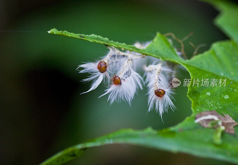 哥斯达黎加雨林里的毛毛虫