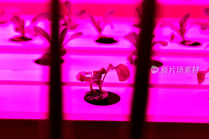 用LED照明种植生菜