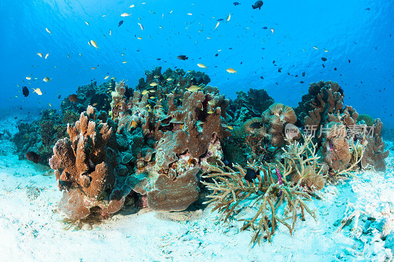 鱼眼视图，完整的珊瑚礁在一张照片，拉贾安帕，印度尼西亚
