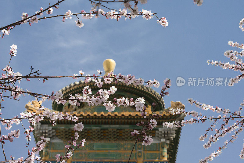 北京春天的樱花和亭子