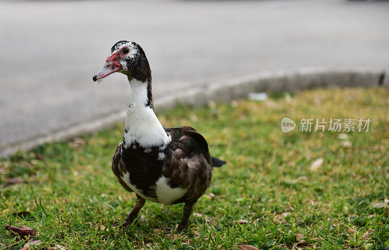 美洲家鸭