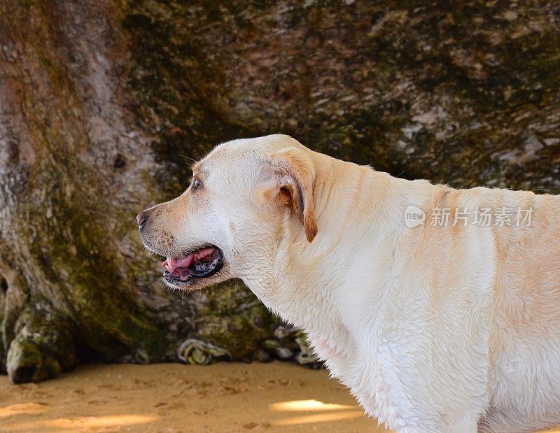 拉布拉多寻回犬