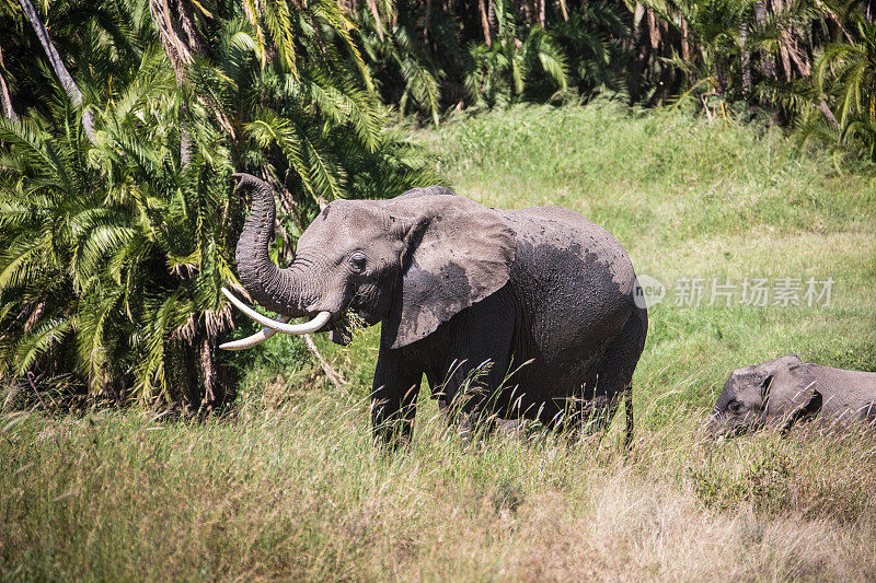 在塞伦盖蒂草原上吃草的非洲象