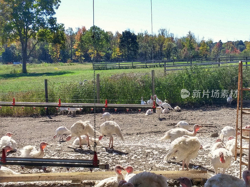 感恩节自由放养有机农场天然火鸡鸡笼