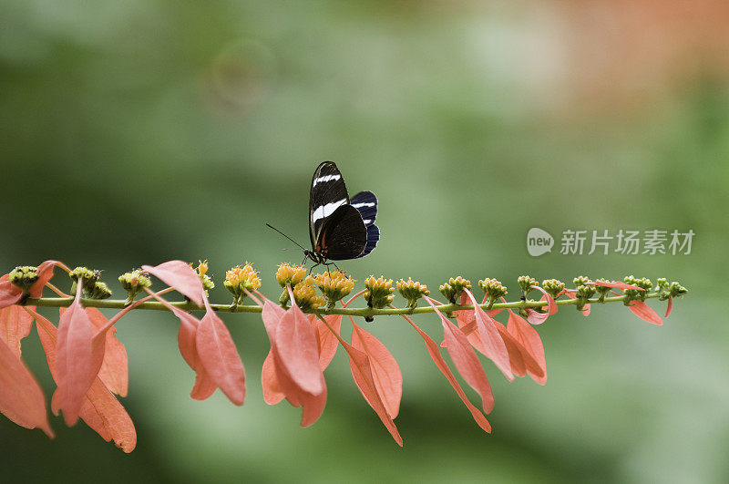 黑色的热带蝴蝶