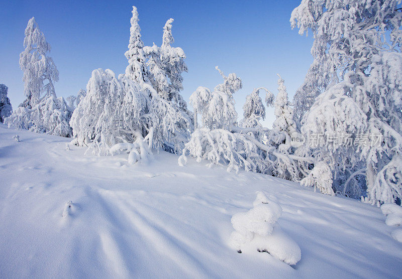 最冷的冬天被厚厚的积雪覆盖着树木和土地