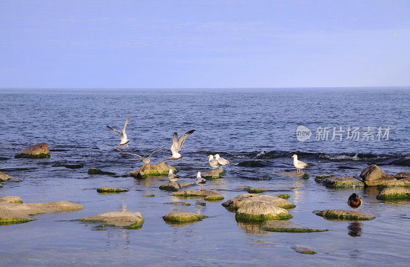 海滩上的海鸥