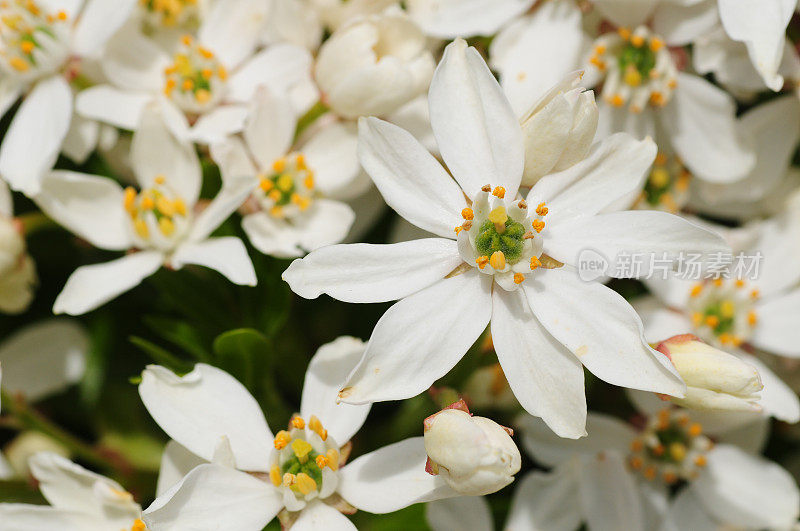 灌木白花，英国