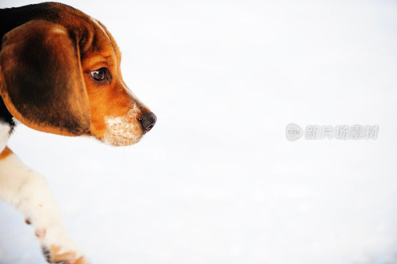 小猎犬在雪地里玩耍