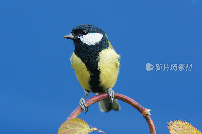 小枝上的大山雀