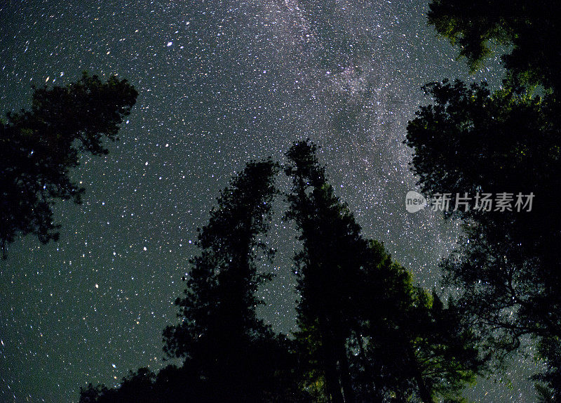 星星、松树和冷杉