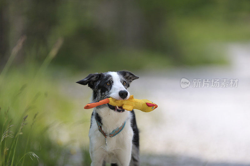 边境牧羊犬拿着黄色的鸭子玩具