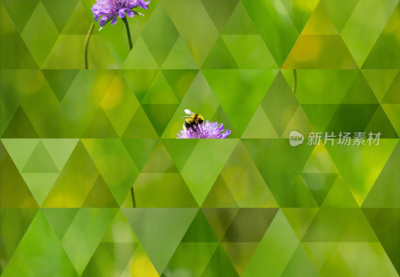 抽象的三角形背景:野草和野花