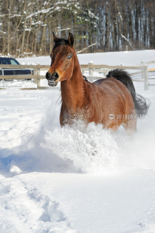 马在粉雪中飞快地向照相机跑去