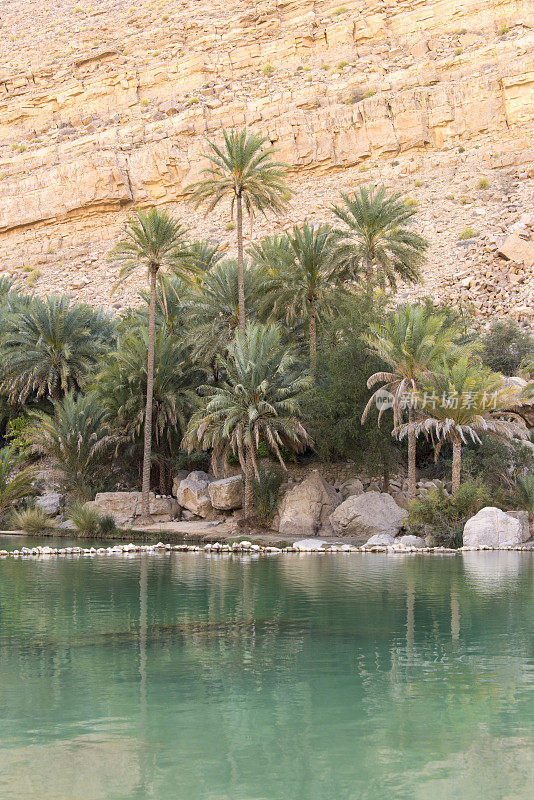 沙漠中的水池和棕榈树