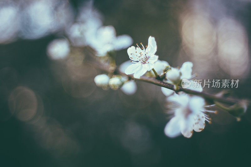 杏仁树开花