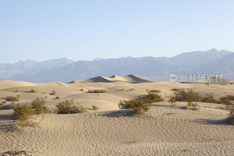 死亡谷国家公园:牧豆树沙丘