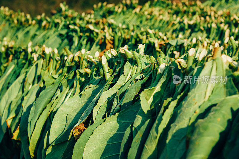 烟草叶干燥