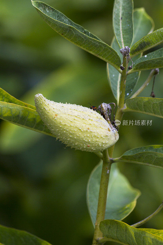 马利筋植物特写