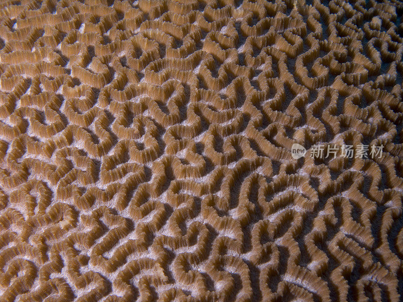 脑珊瑚迷宫