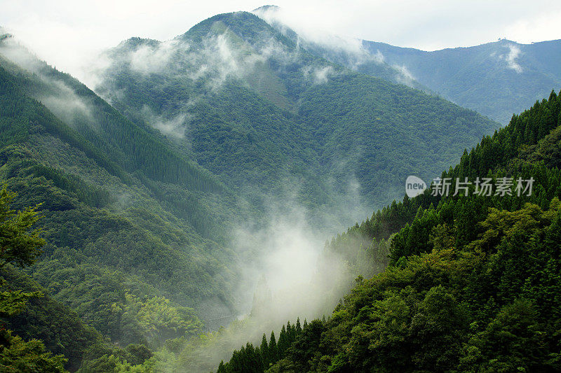 山地景观与雾覆盖森林