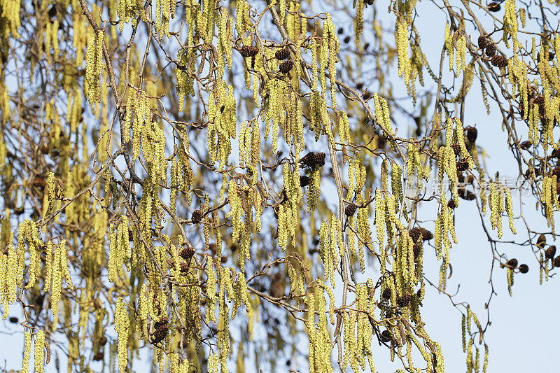 春天桤木上黄色的柳絮