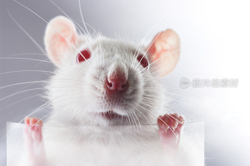 一只小老鼠用爪子抓着一张透明的海报。