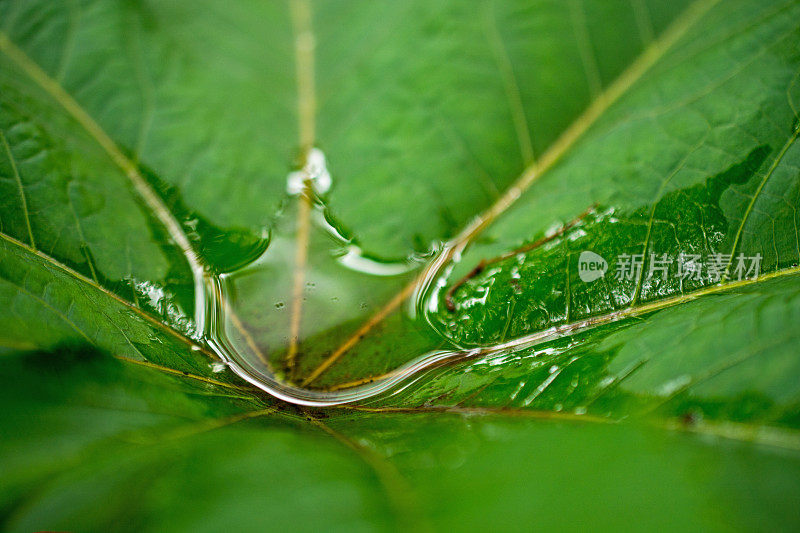 雨林树叶收集雨水特写