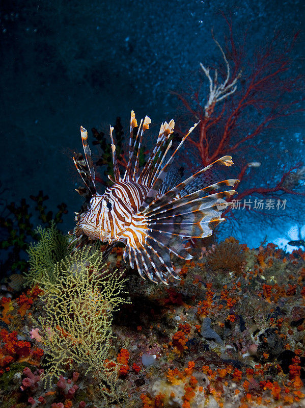 热带珊瑚礁上的狮子鱼