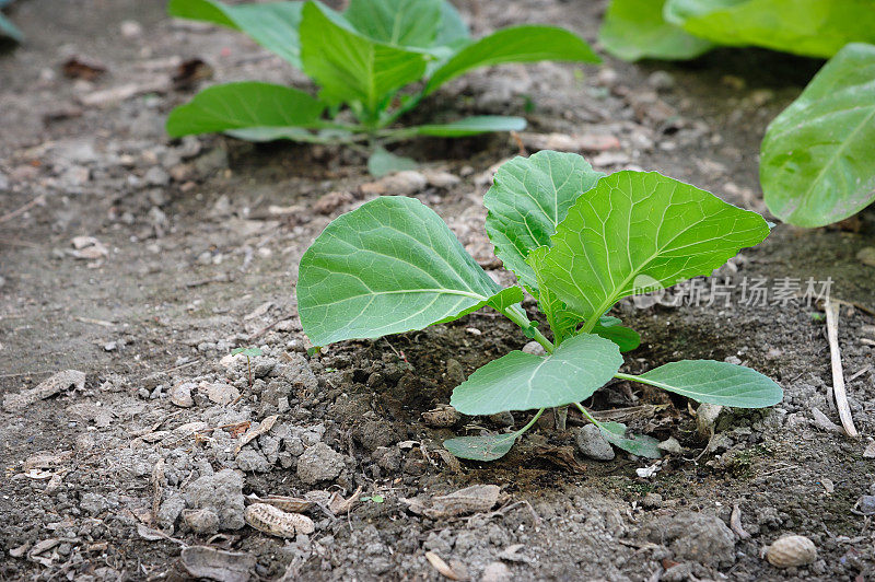 新鲜卷心菜在土壤上发芽
