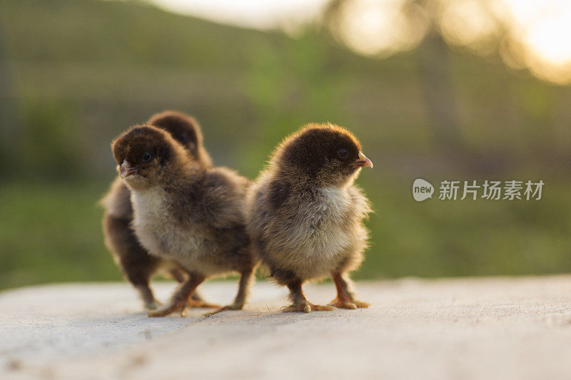 鹧鸪孵小鸡