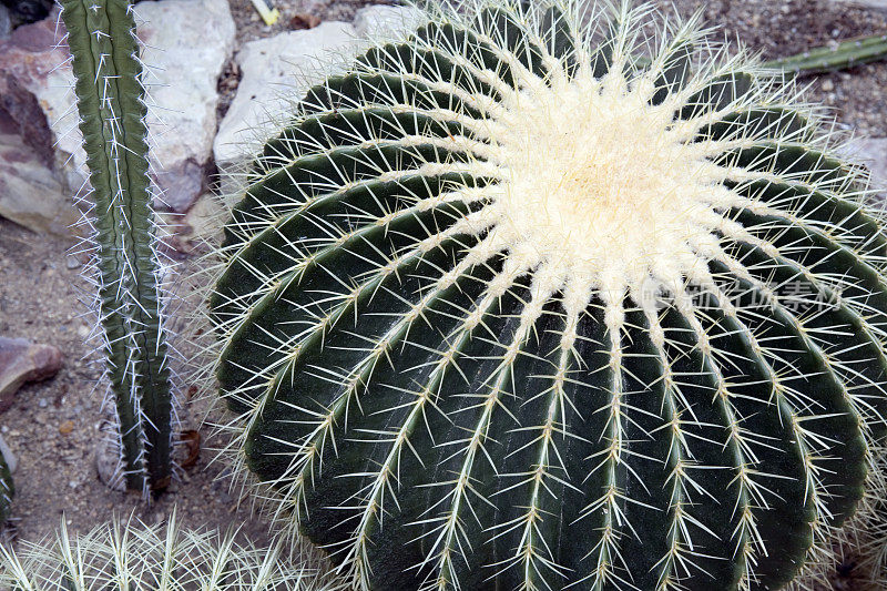 桶形仙人掌植物园