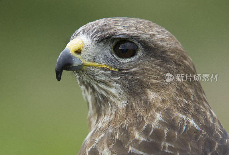 常见的秃鹰(Buteo)