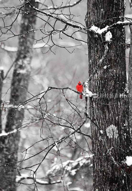 冬季树上的红衣主教