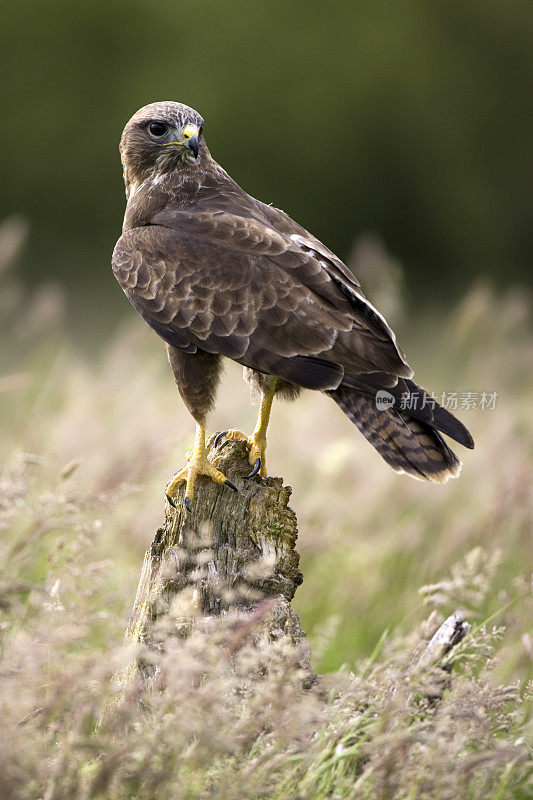 常见的秃鹰(Buteo)